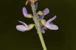 Sampson's snakeroot